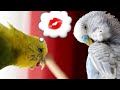😍Пара волнистых попугаев нежно целуются❤ТОША+ЛАЙМА