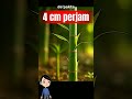 bambu pohon cepat tinggi.. #faktaunik #reelsvideo #hewan #faktamenarik