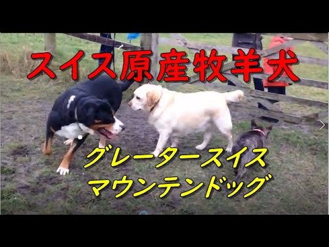 スイスの牧畜犬 鳴き声 グレーター・スイス・マウンテン・ドッグ Funny Working Dog Greater Swiss Mountain Dog Champion