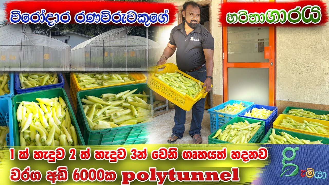 පිලිවෙලට වගාවෙන් සල්ලි මවමු Sri Lanka Green House Agriculture Net