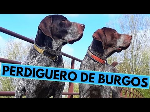 Perdiguero de Burgos - TOP 10 Interesting Facts - Burgos Pointer
