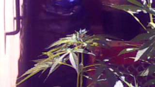 Vid0029.3gp