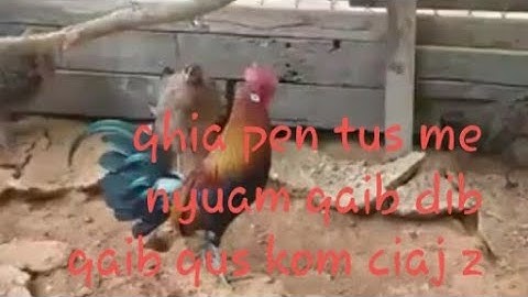 qhia nej tus qaib dib qaib qus kom txhob tuag thiaj tau yuav ua li cas.