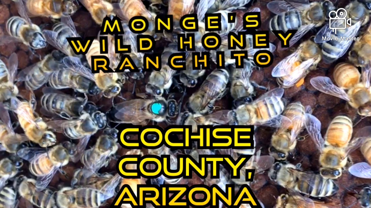 Africanized Queen Bee Attacked!🐝 - YouTube