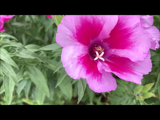 森新田のデゴチアの花が咲き始めました デゴイチのブログ 森新田のデゴチアの花が咲き始めました デゴイチのブログ