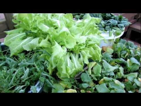 Video: Ochrana salátu proti mrazu – mráz poškodí rostliny salátu