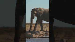 เพลง ช้างช้างช้าง kikuland shorts @duckschool | kiku land
