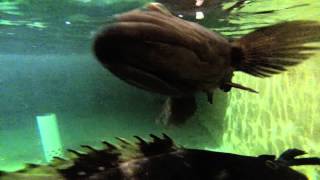 Grouper Fish Farming Korea