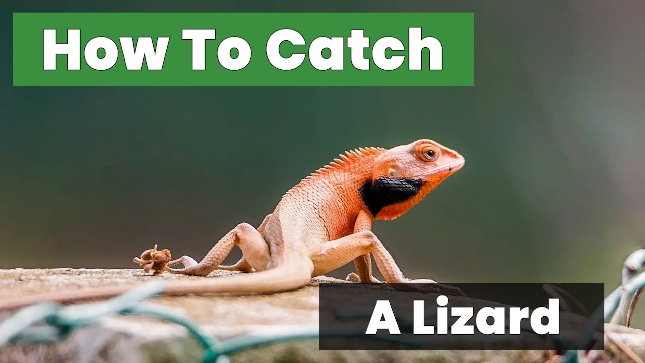 House Lizard Removal: How to Catch a Lizard Safely and Release It
