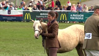 Merlod Cymreig - Eboles Flwydd | Welsh Ponies - Yearling Filly