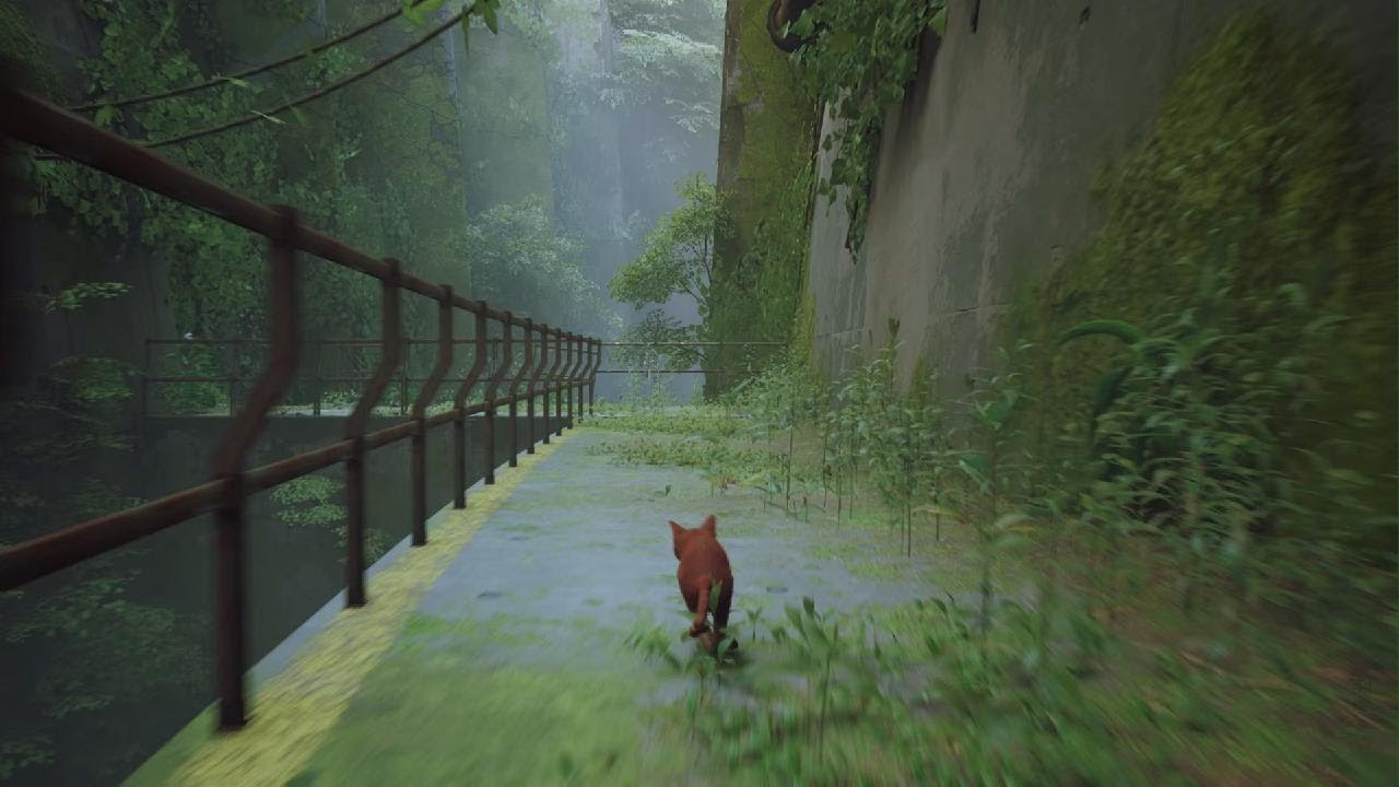 20 vistas y me lo paso Stray