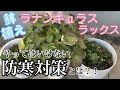 鉢植えラックスの防寒対策【ラナンキュラスラックス】【ガーデニング】【園芸のぶチャンネル】