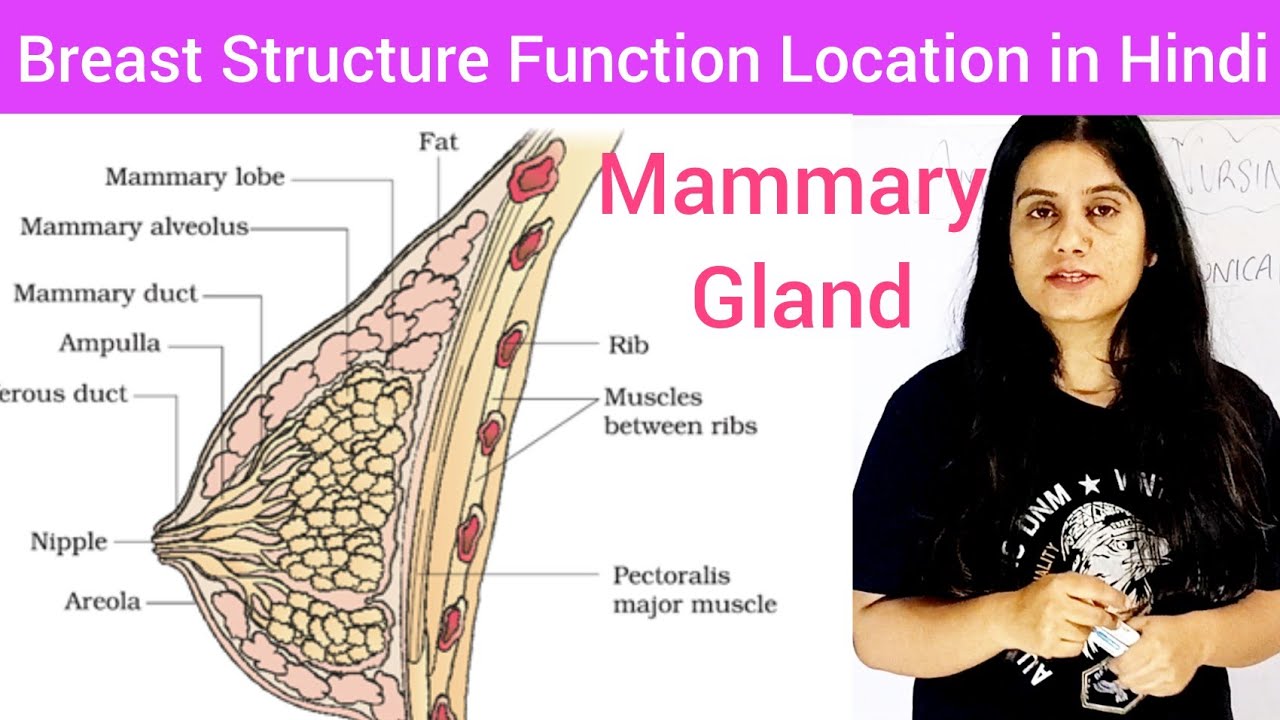 Breast Anatomy & Physiology Hindi