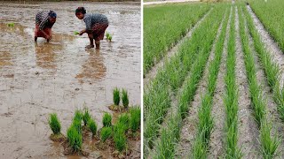 Rice Farming Complete Guide from Seed to Harvest.