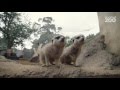 Zoo Tales - Meerkat mob