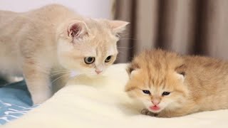 Kitty Caramel met her little brother for the first time.❤️ Too Cute