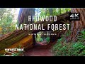 Treadmill virtual hike  walking  redwood national forest hike  60 minutes  asmr  no music