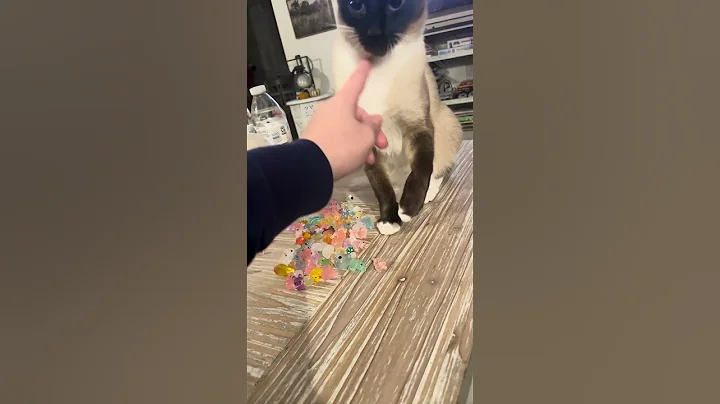Video 11388571: siamese cat playing