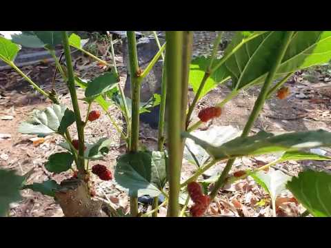 Fire roll with inner bark from black mulberry
