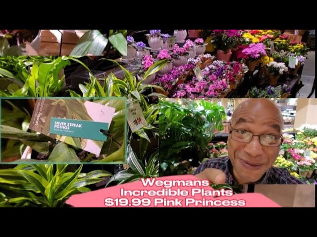 Wegmans Plantdad Plants Plantas