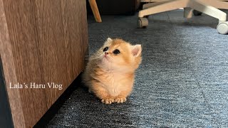 먼치킨 새끼고양이를 소개합니다ㅣmunchkin kitten by 라라의 하루 Lala's Haru 7,336 views 1 year ago 2 minutes, 49 seconds