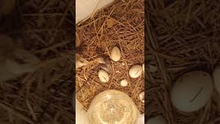 Egg hatching in incubator