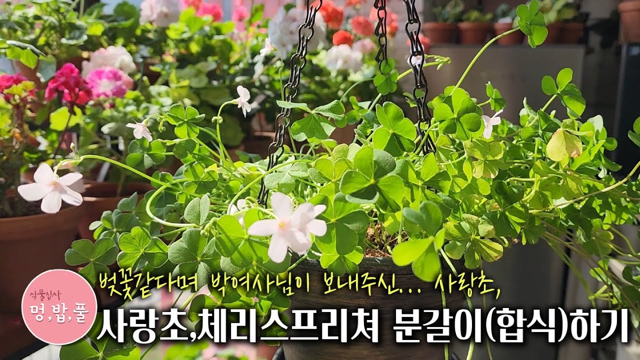 사랑초,체리스프리쳐 분갈이