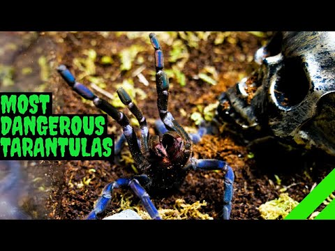 29 COMMON Spiders Found in Central America! (2024) - Bird Watching HQ