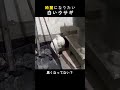 美意識が高すぎたウサギの末路。これ、本人は気づいてないよね？