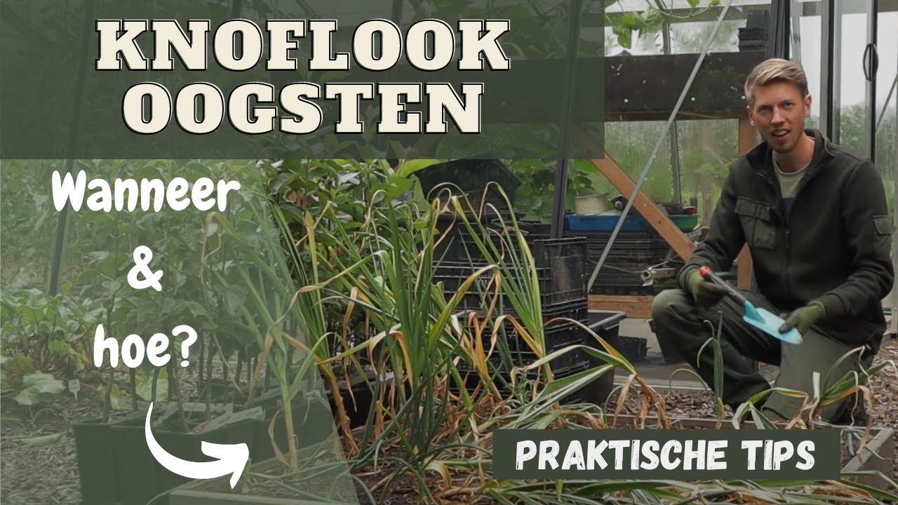 Knoflook oogsten wanneer en hoe?