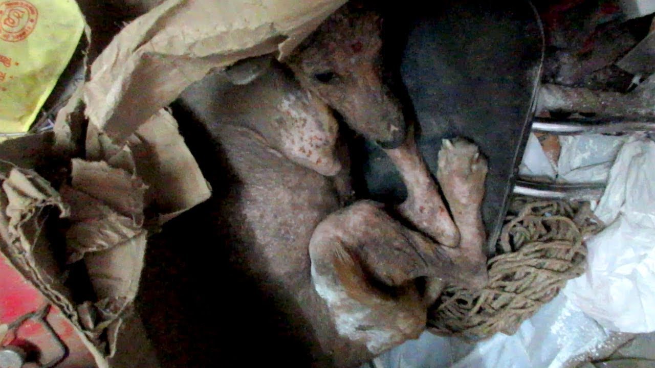 Starving street puppy's transformation.