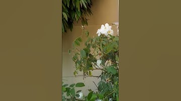 سورة القارعة