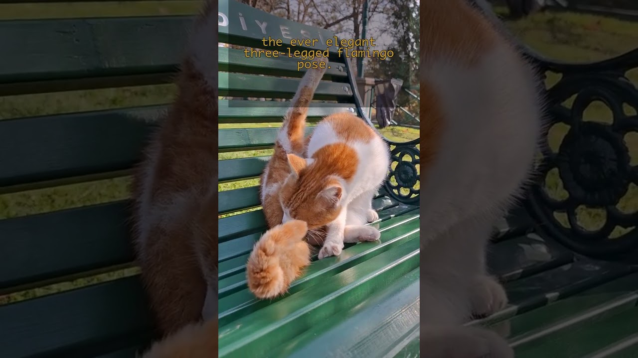 Three-Legged Flamingo Pose: Cat Edition!