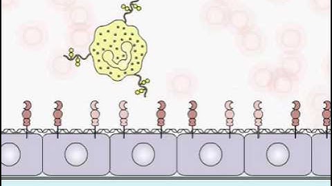 I 2 5 Rolling Adhesion H264