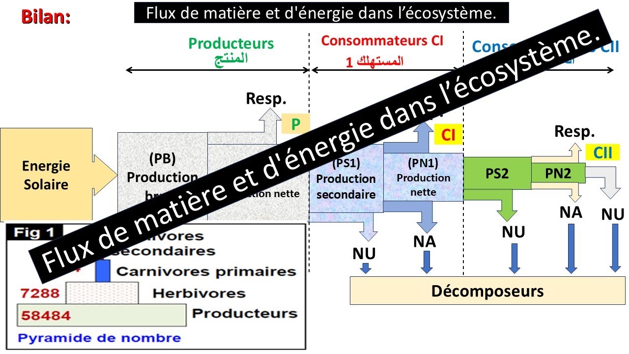 TCS Biof/ Flux de matière et d'énergie   تدفق المادة والطاقة | شرح مبسط