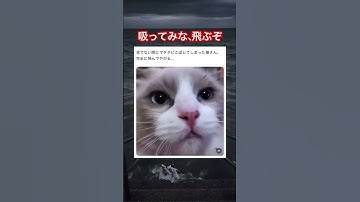 これはキマってますわw #shorts#tiktok#Twitter#おもしろ#お笑い#おすすめ#猫 #マタタビ #面白い#おもしろ動画#爆笑#バズれ
