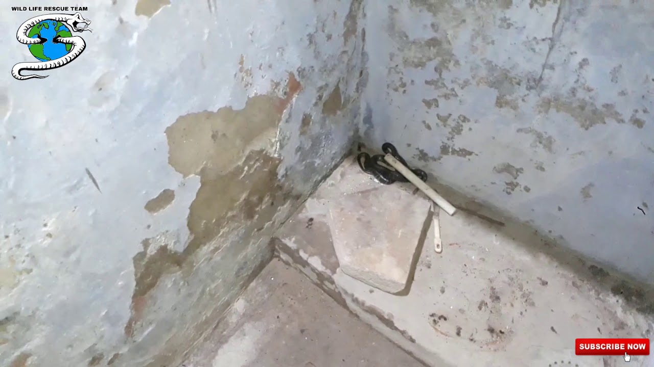 camera iphone 8 plus apk Rescue krait At= kaligam sabarmati ahmedabad.....Gujarat