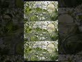 Breezy Mint Glasses Of Mojito ASMR #asmr #mojito #mint #summer #satisfying