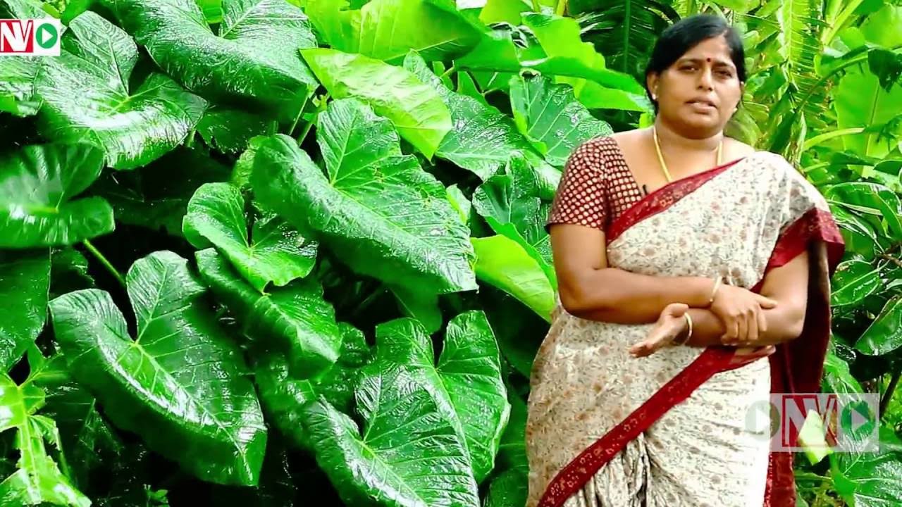 kranti movie Living with Nature | How Modern Life effects our Health | Sharada