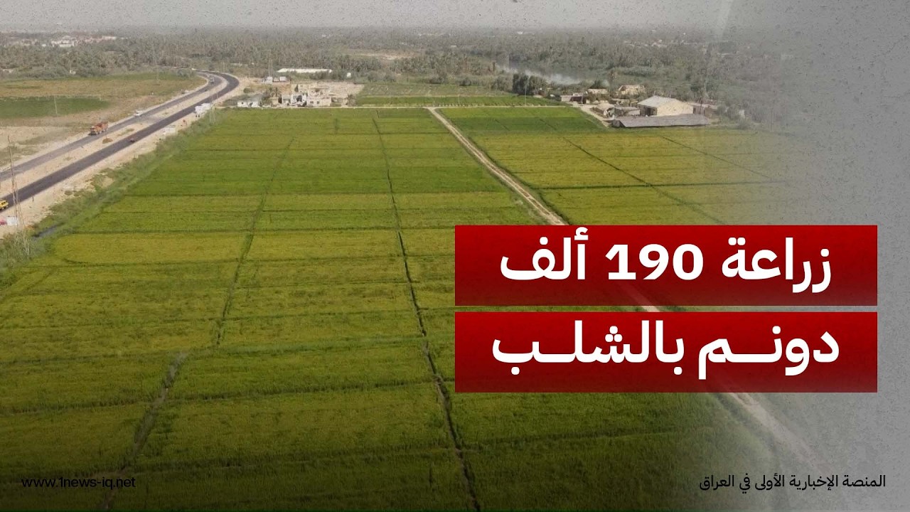 زراعة أكثر من 190 ألف دونم بالشلب بالنجف لتعويض خسائر الجفاف الذي ضرب الأراضي خلال المواسم السابقة