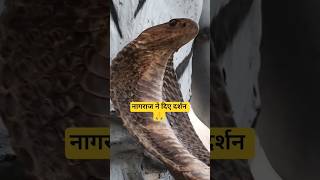 नागराज के अद्भुत दर्शन Wonderful vision of Nagraj #viral #snake #new #mahadev #views #shortvideo