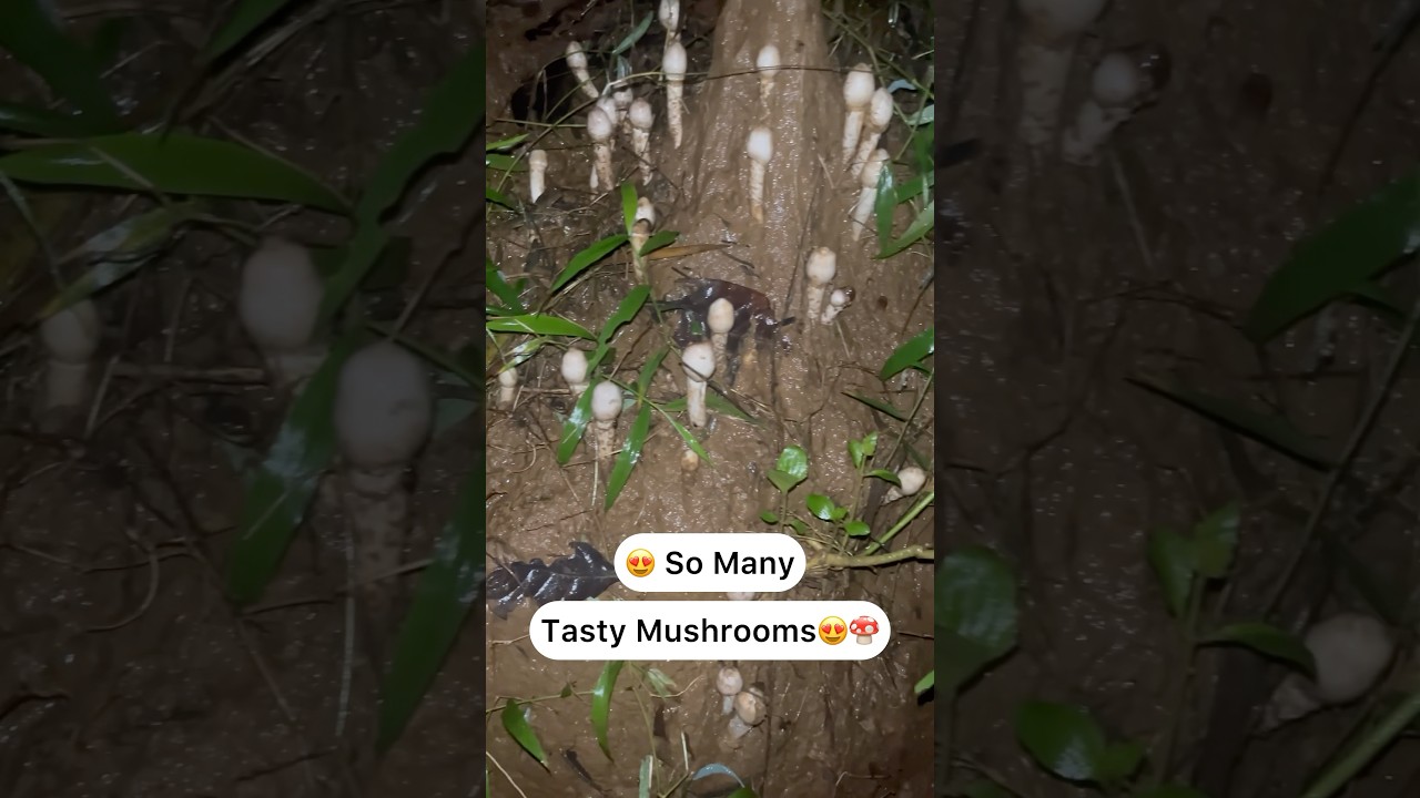 Jungle mushrooms Wow😍🍄