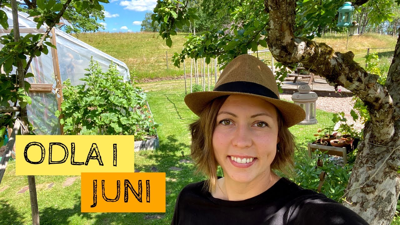 Odla i JUNI - Allting är utplanterat och växer i torrt väder och för lite täckodling