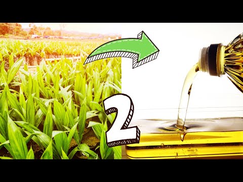 From Tree to Table | Part 2