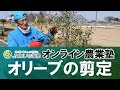 オリーブの剪定方法についてご紹介します！【作業の適期：２月末～３月末頃】