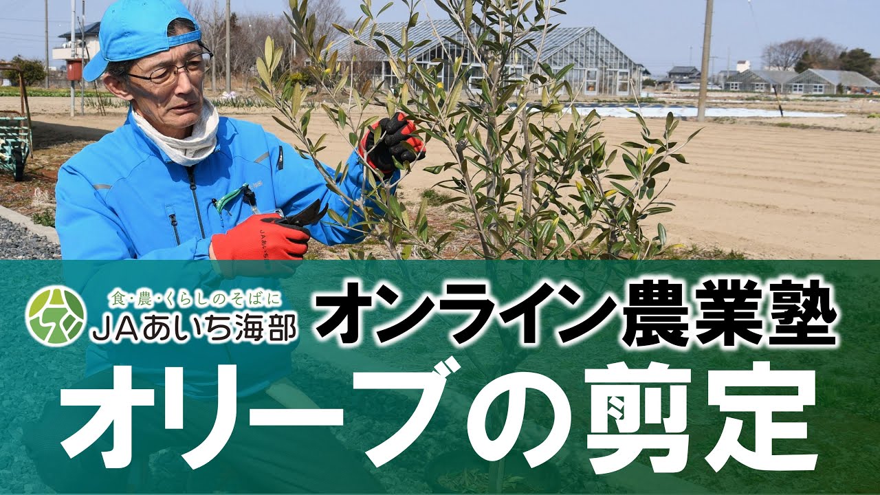 オリーブの剪定方法についてご紹介します！【作業の適期：2月末～3