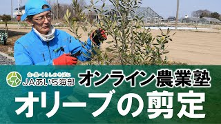 オリーブの剪定方法についてご紹介します！【作業の適期：2月末～3