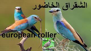 صوت الشقراق الخاضور الشقرق  song european roller