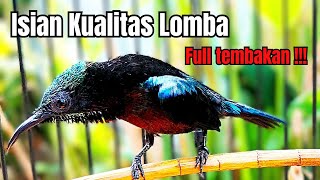 Download Lagu ⚫ MASTERAN KONIN ISIAN KUALITAS LOMBA KOLIBRI NINJA FULL TEMBAKAN MEWAH❗❗ #koningacor MP3 Download Lagu ⚫ MASTERAN KONIN ISIAN KUALITAS LOMBA KOLIBRI NINJA FULL TEMBAKAN MEWAH❗❗ #koningacor MP3