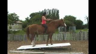 Copyright 2013 Smarthorses.com - Playing On The See-Saw